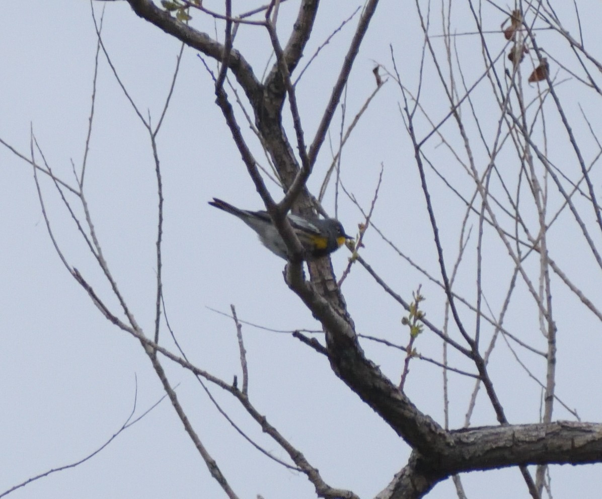 Yellow-rumped Warbler (Audubon's) - ML619144071