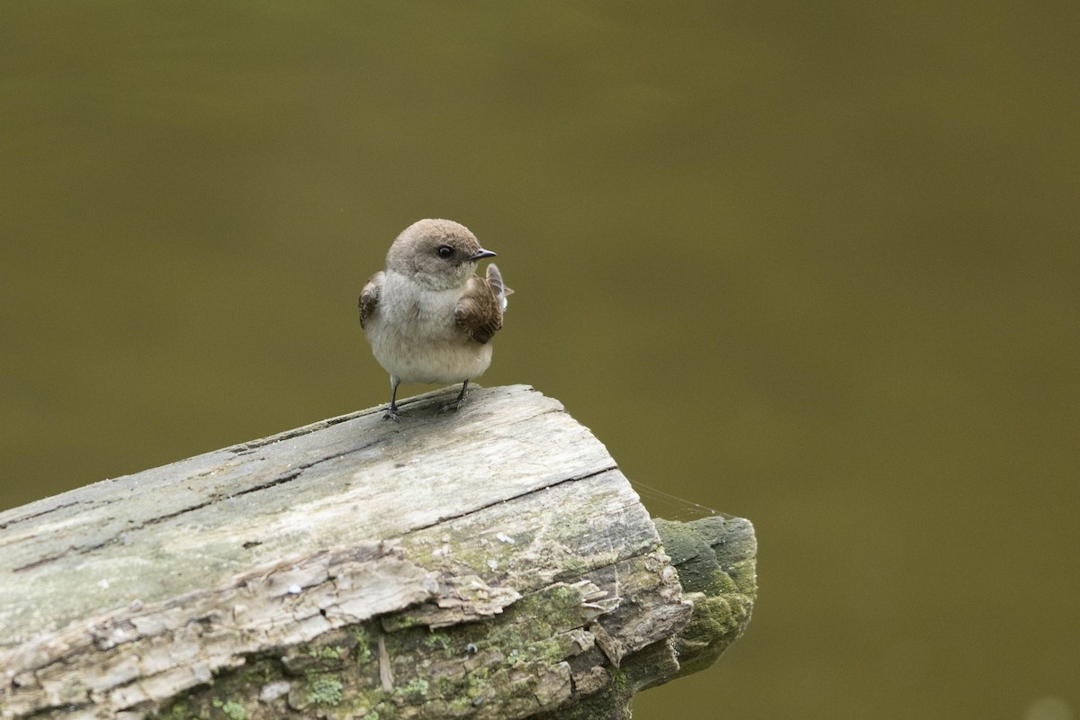 Northern Rough-winged Swallow - ML619144078