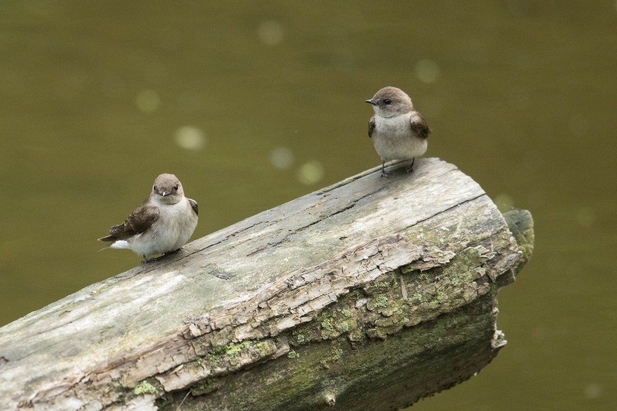 Northern Rough-winged Swallow - ML619144079
