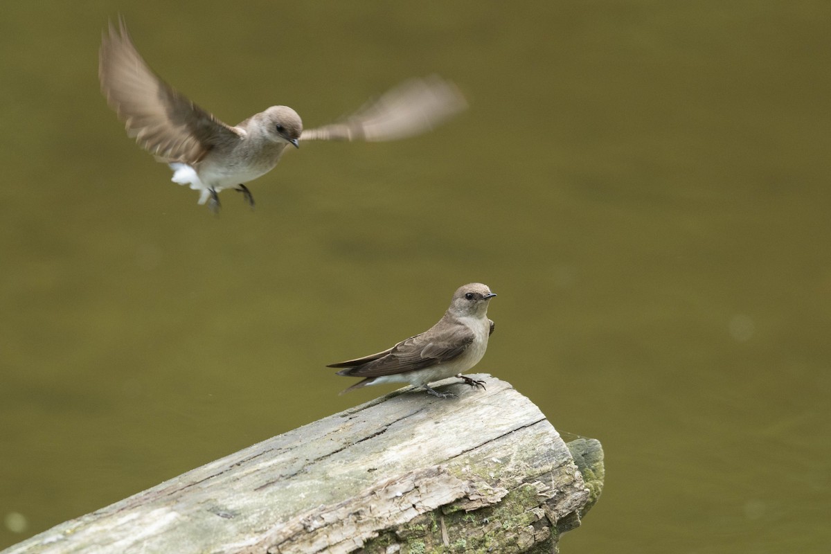 Northern Rough-winged Swallow - ML619144080