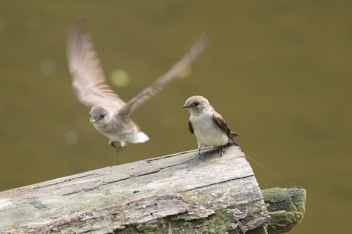 Northern Rough-winged Swallow - ML619144081