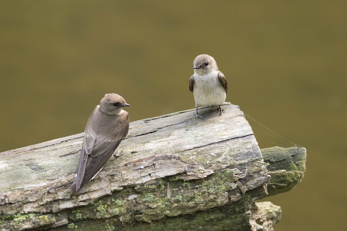 Northern Rough-winged Swallow - ML619144082