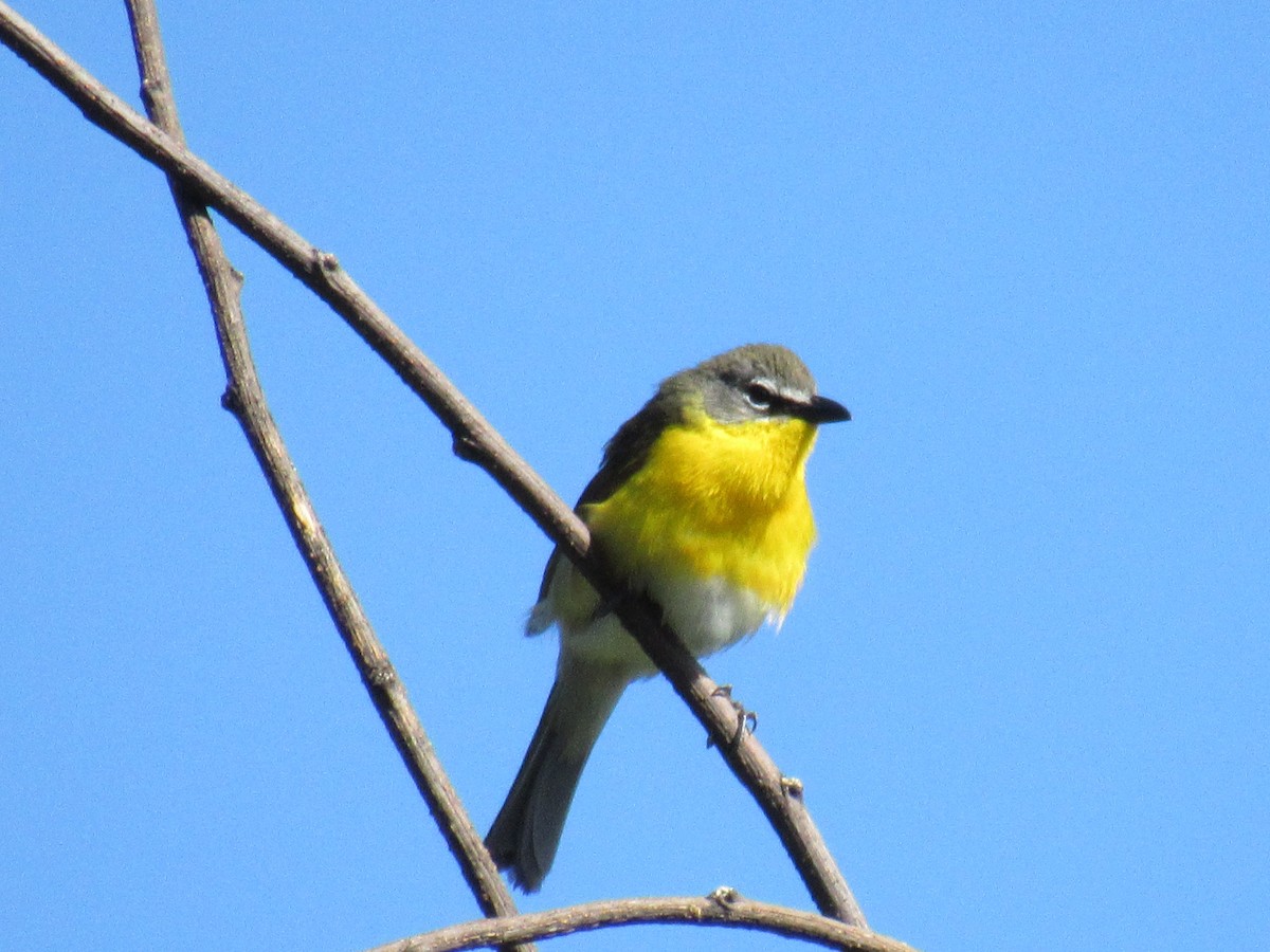 Yellow-breasted Chat - ML619144092