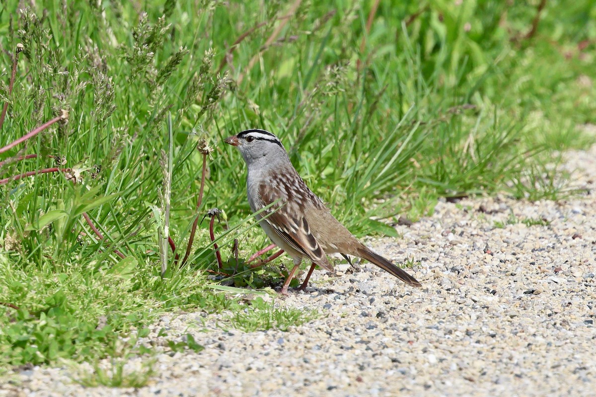 White-crowned Sparrow - ML619144094
