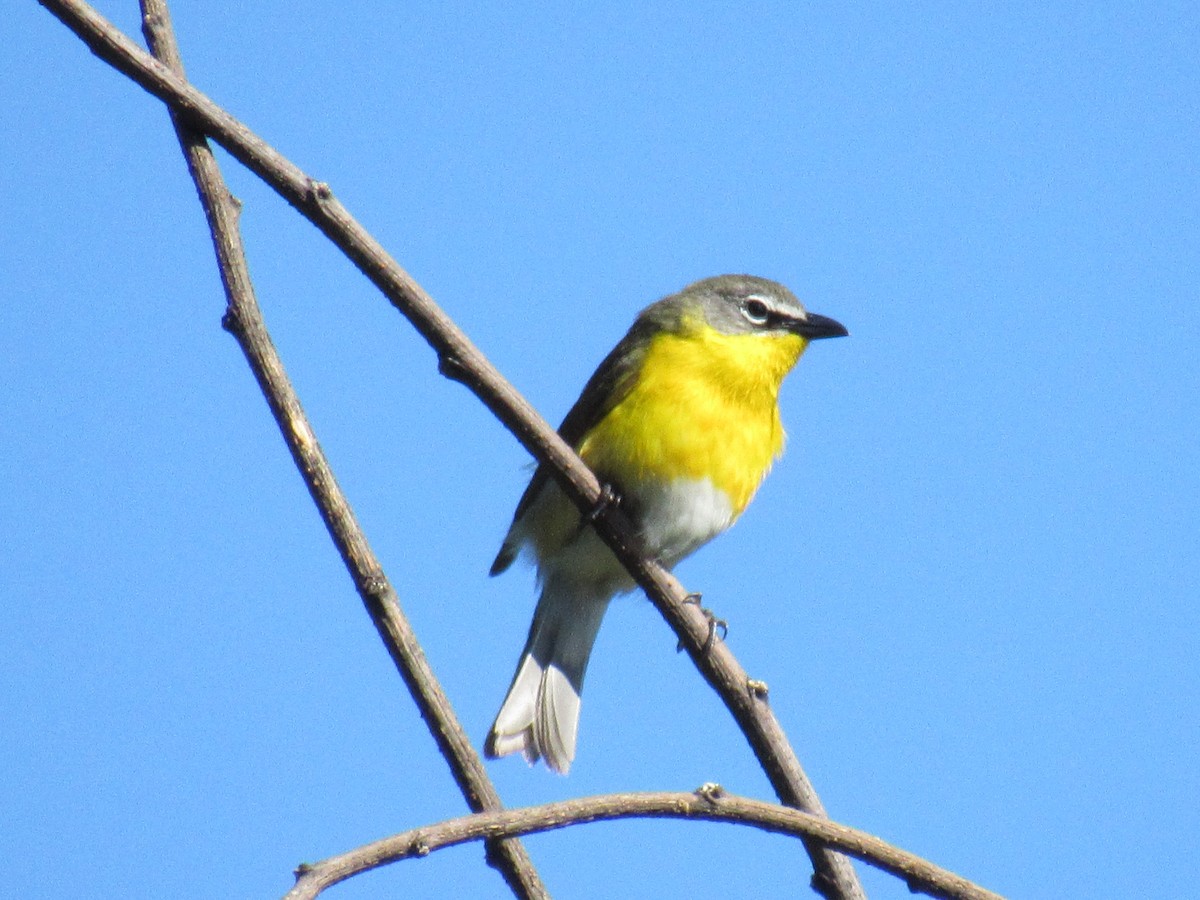 Yellow-breasted Chat - ML619144115