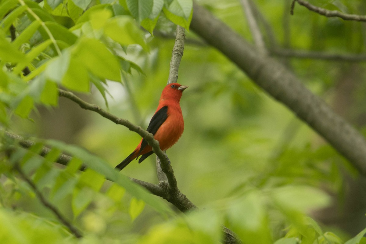 Scarlet Tanager - ML619144116