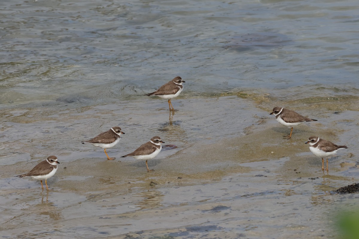 Semipalmated Plover - ML619144124