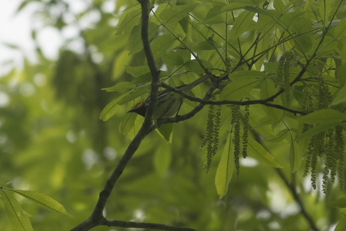 Black-throated Green Warbler - ML619144127
