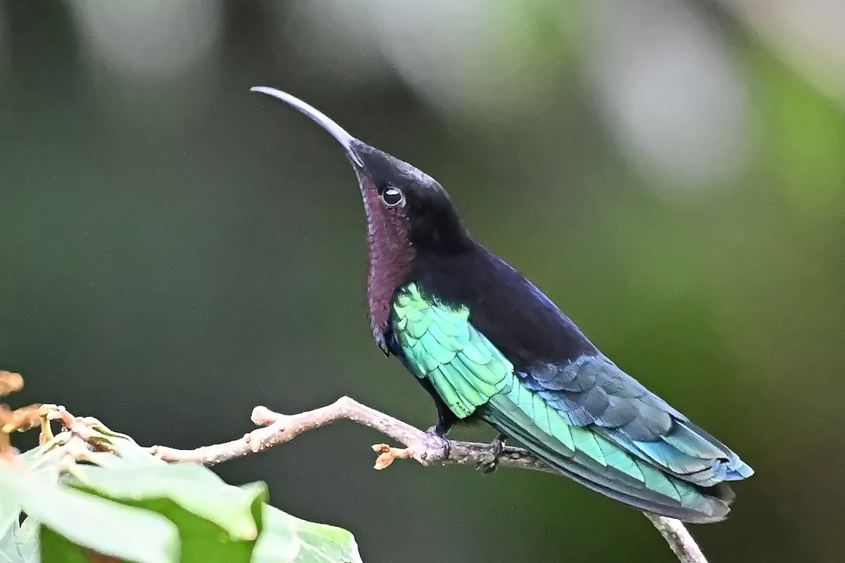 kolibřík nachovohrdlý - ML619144136