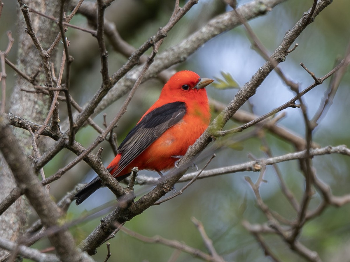 Scarlet Tanager - ML619144150