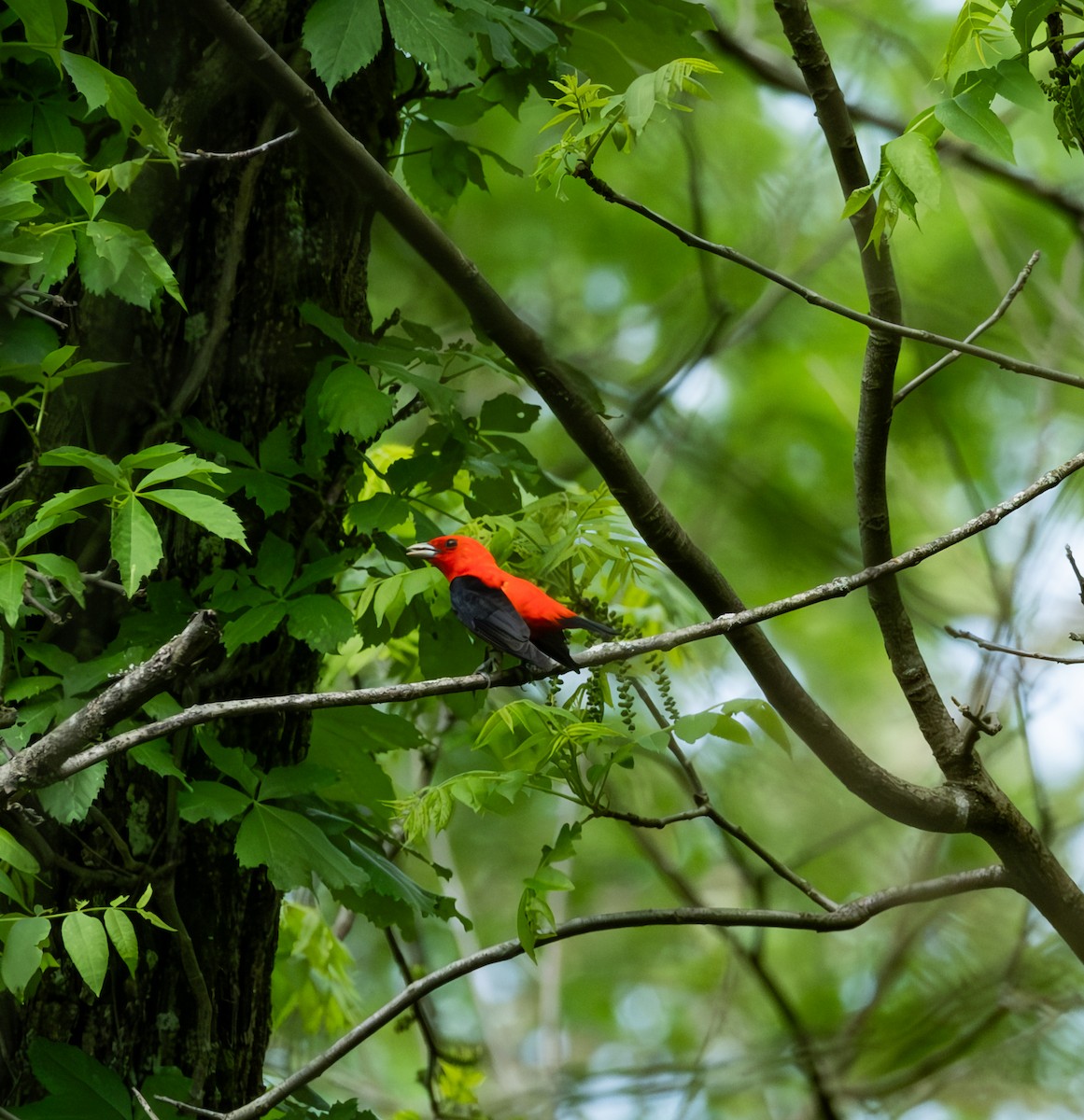 Scarlet Tanager - ML619144165