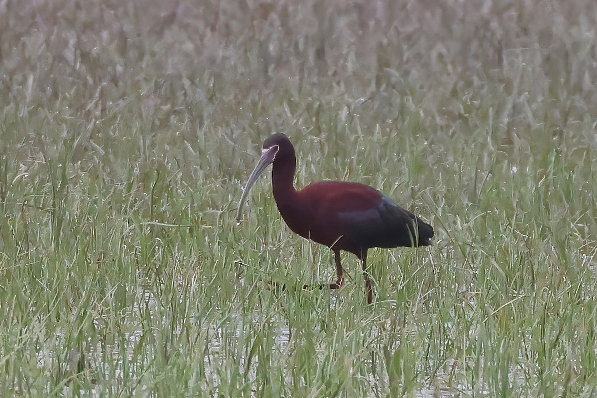 ibis americký - ML619144168