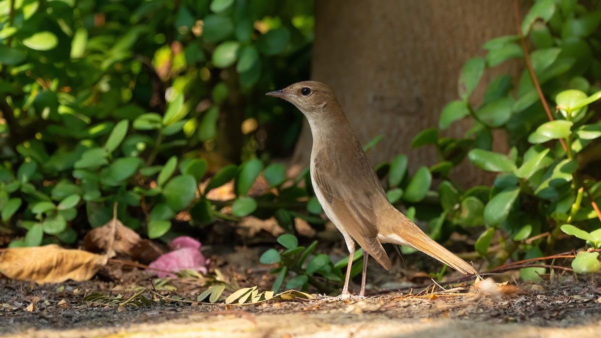 Common Nightingale (golzii) - ML619144176