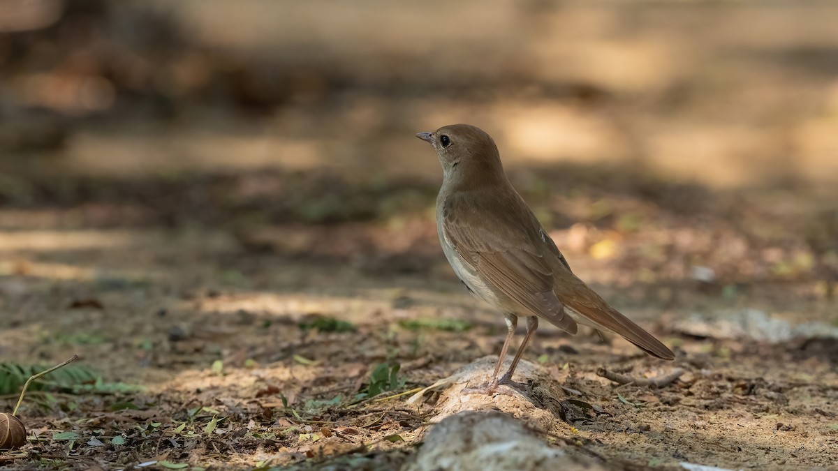 Common Nightingale (golzii) - ML619144178