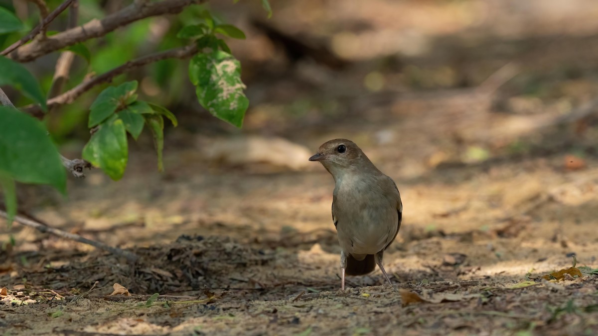 Common Nightingale (golzii) - ML619144182