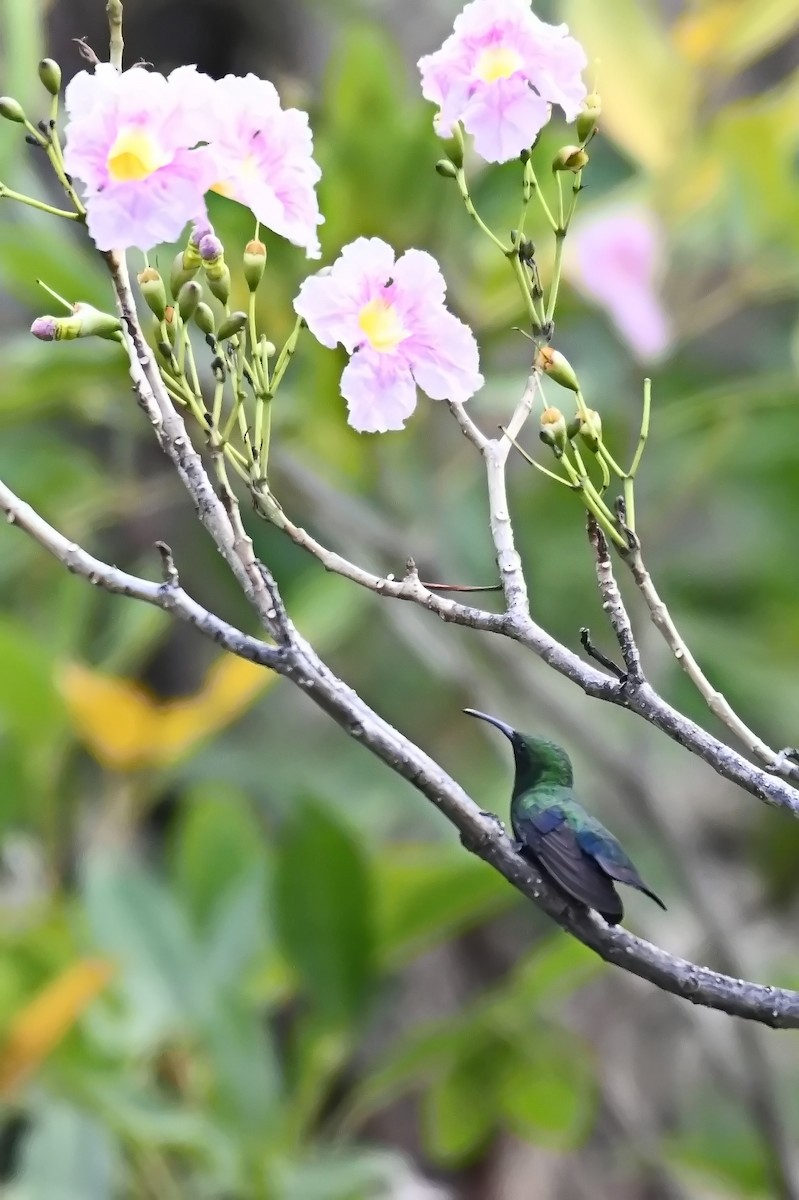 kolibřík hedvábný - ML619144188
