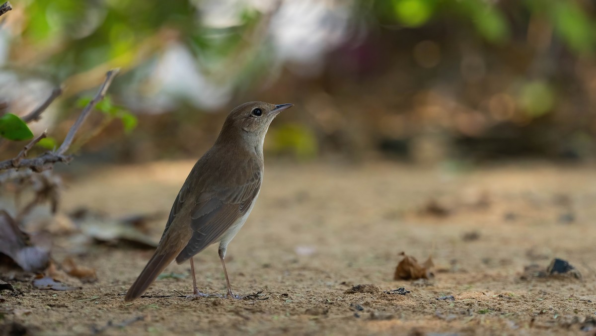 Common Nightingale (golzii) - ML619144192
