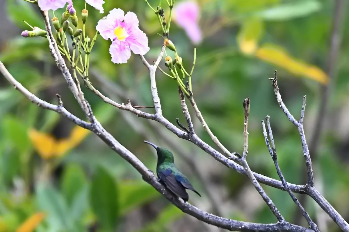 kolibřík hedvábný - ML619144194