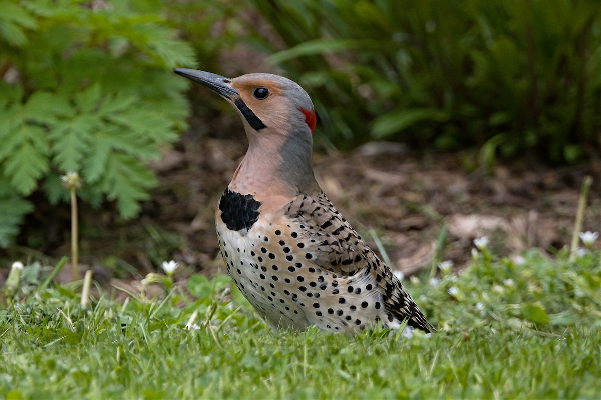Northern Flicker (Yellow-shafted) - ML619144227