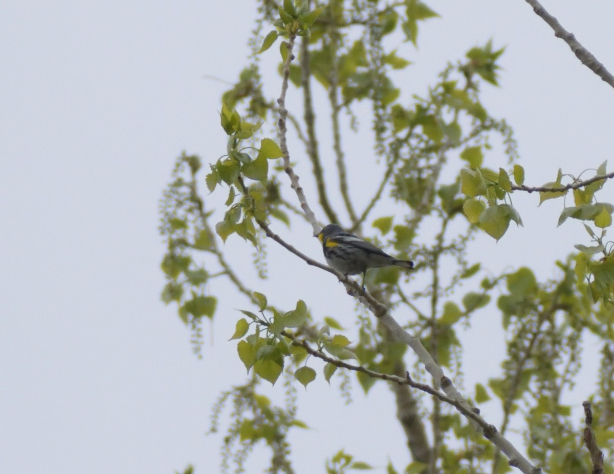 Yellow-rumped Warbler (Audubon's) - ML619144231