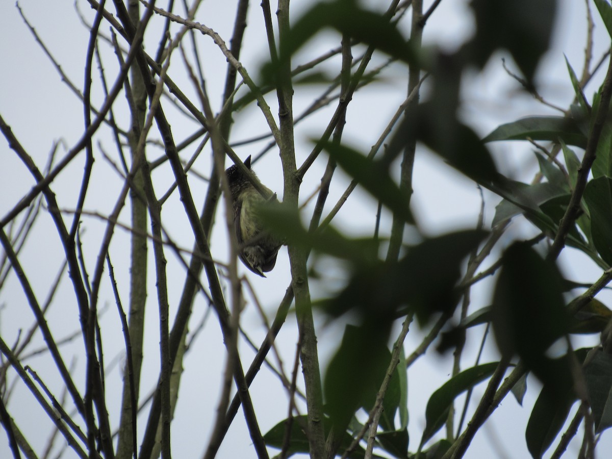 Olivaceous Piculet - ML619144234