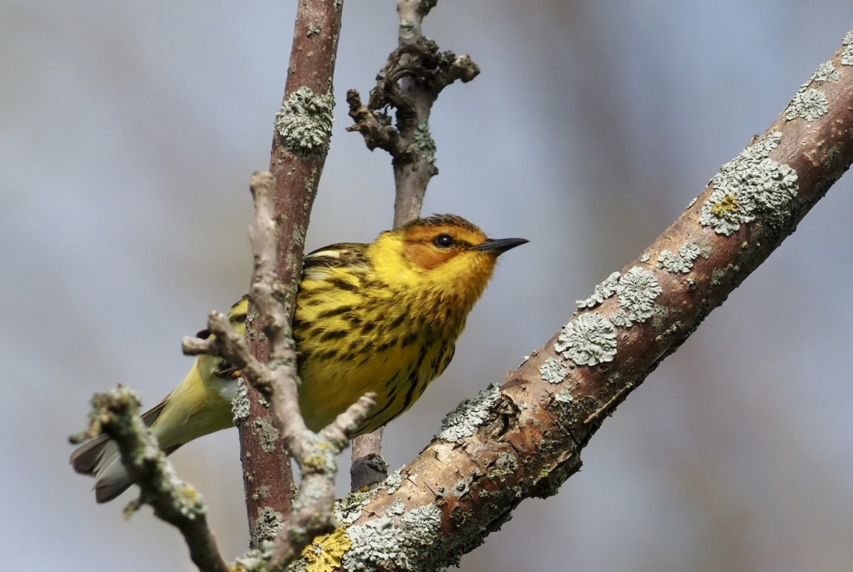 Cape May Warbler - ML619144252