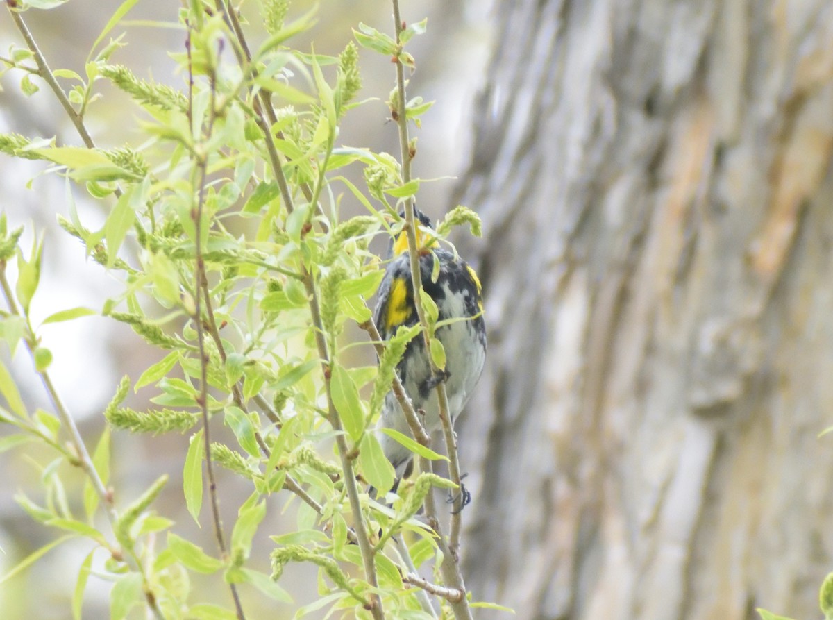 Yellow-rumped Warbler (Audubon's) - ML619144264