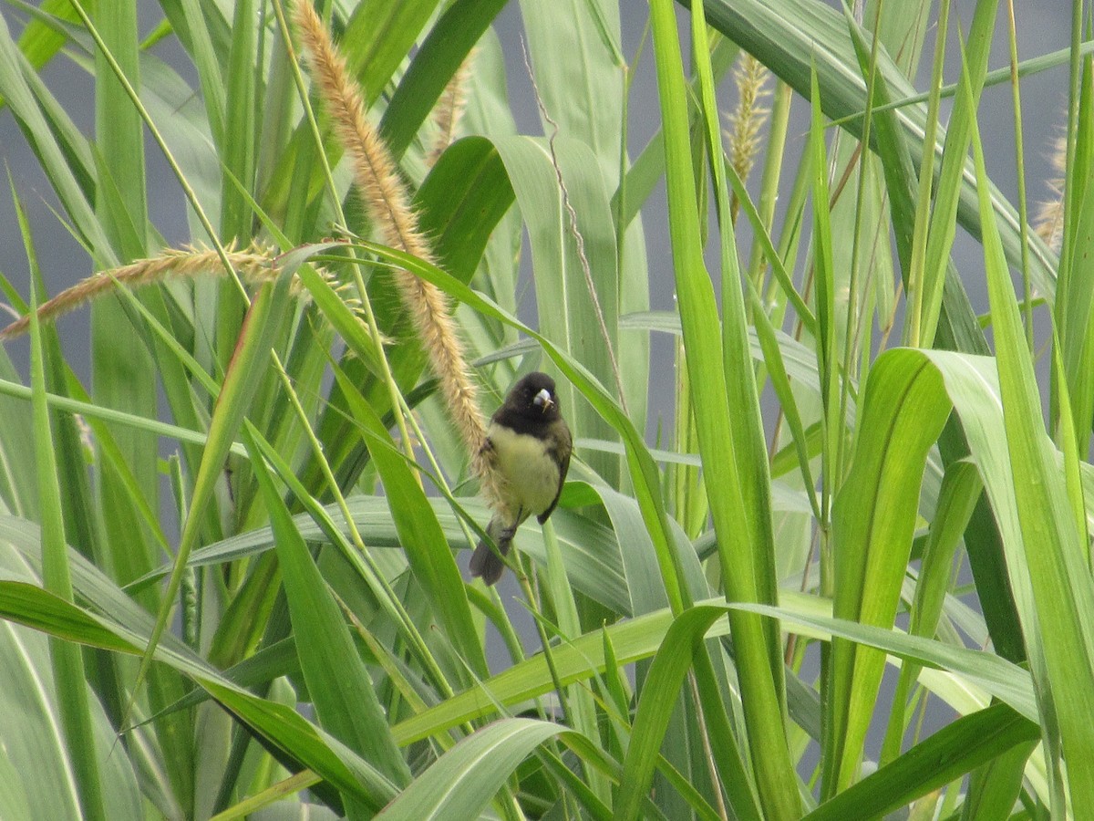 Yellow-bellied Seedeater - ML619144277