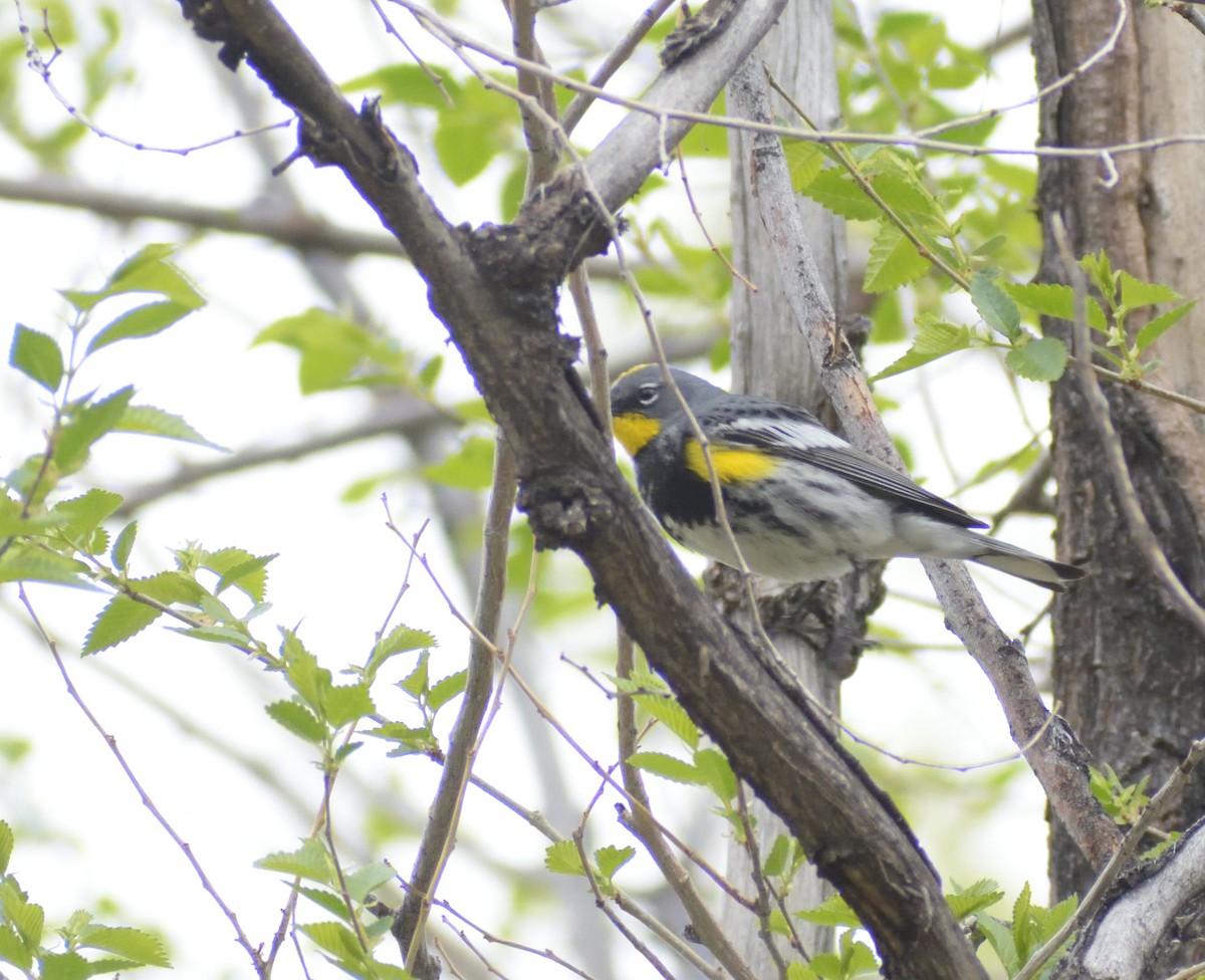 Yellow-rumped Warbler (Audubon's) - ML619144307