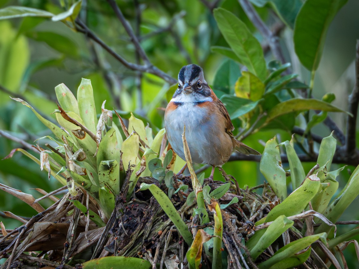 Rufous-collared Sparrow - ML619144313