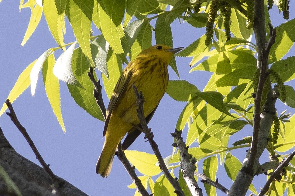Yellow Warbler - ML619144330