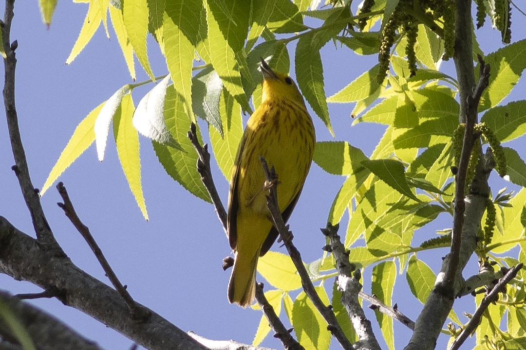 Yellow Warbler - ML619144331