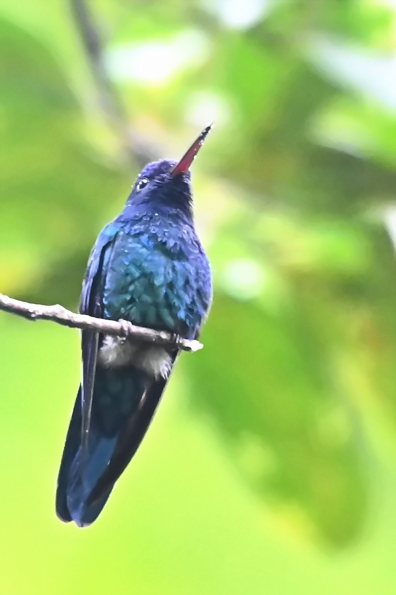 Blue-headed Hummingbird - ML619144366