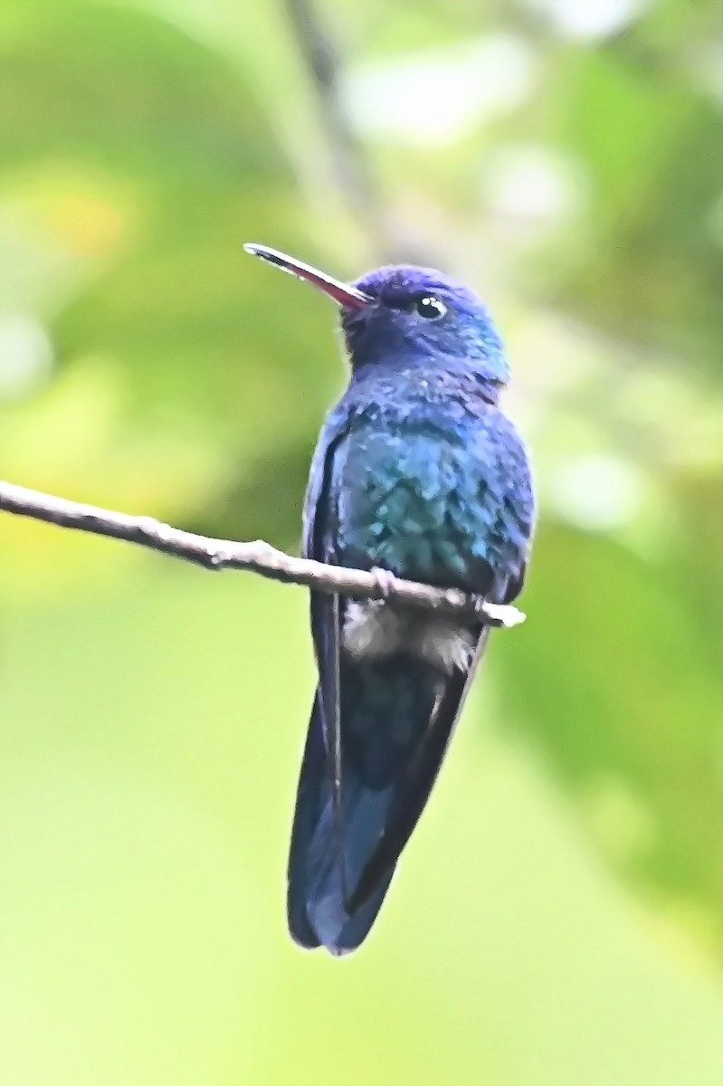 Blue-headed Hummingbird - ML619144367