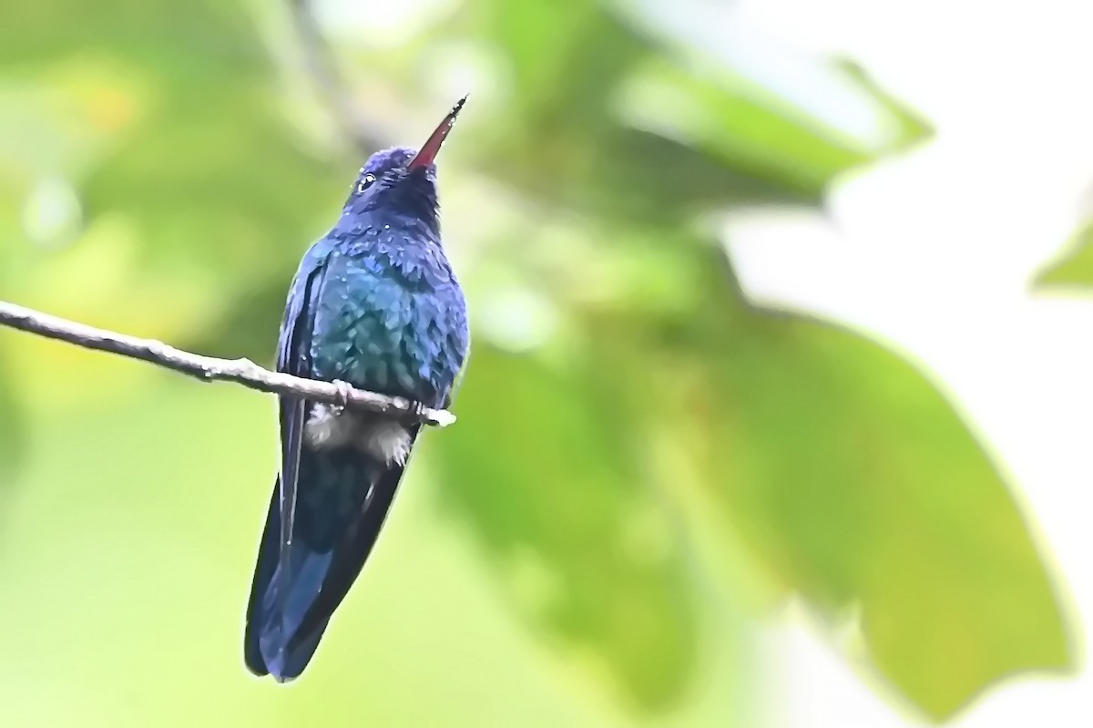 Blue-headed Hummingbird - ML619144368