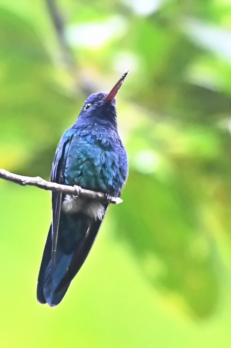 Blue-headed Hummingbird - ML619144369
