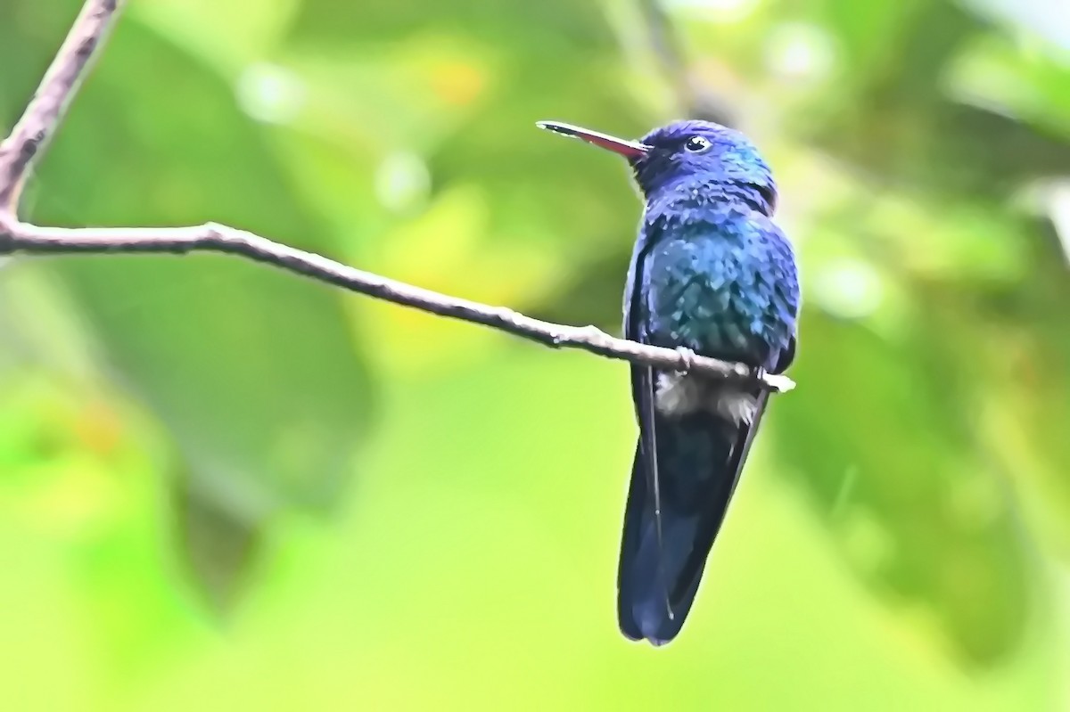 Blue-headed Hummingbird - ML619144370