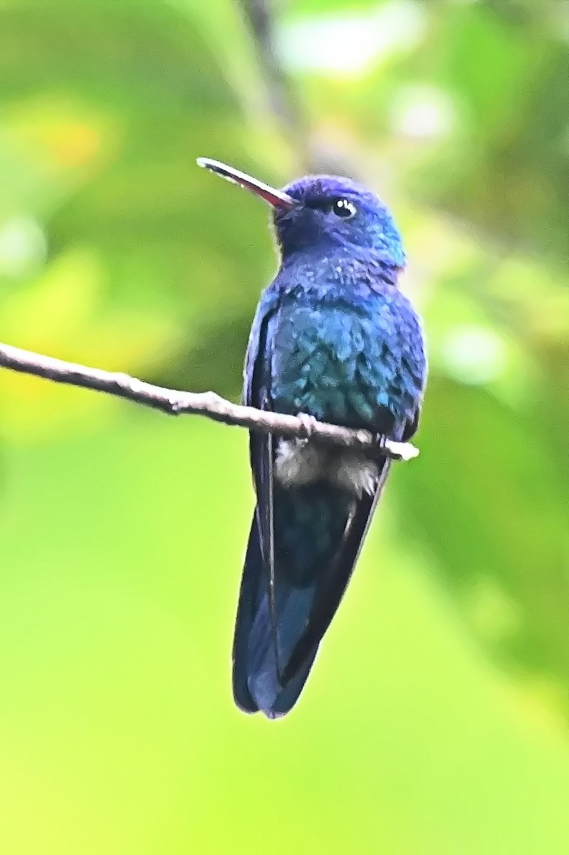 Blue-headed Hummingbird - ML619144371