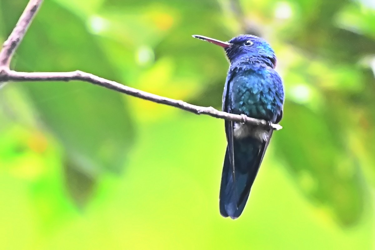 Blue-headed Hummingbird - ML619144372