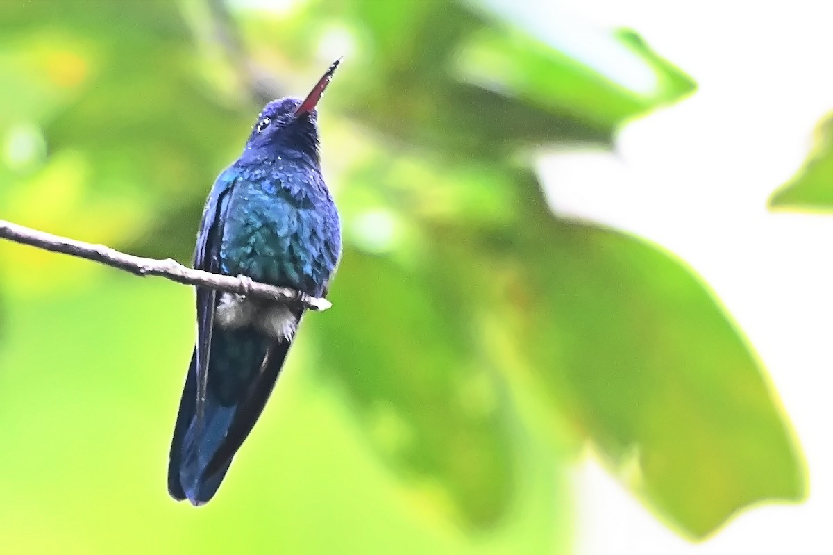 Blue-headed Hummingbird - ML619144373