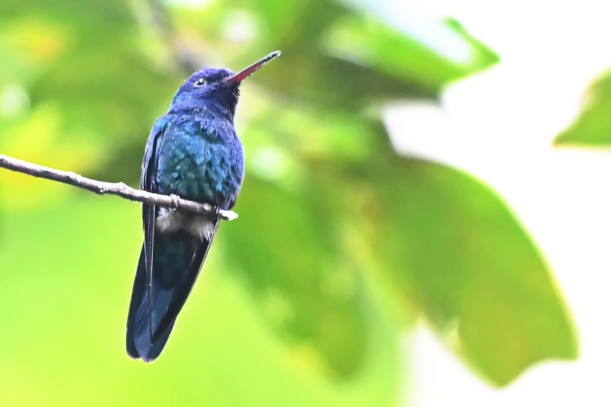 Blue-headed Hummingbird - ML619144374
