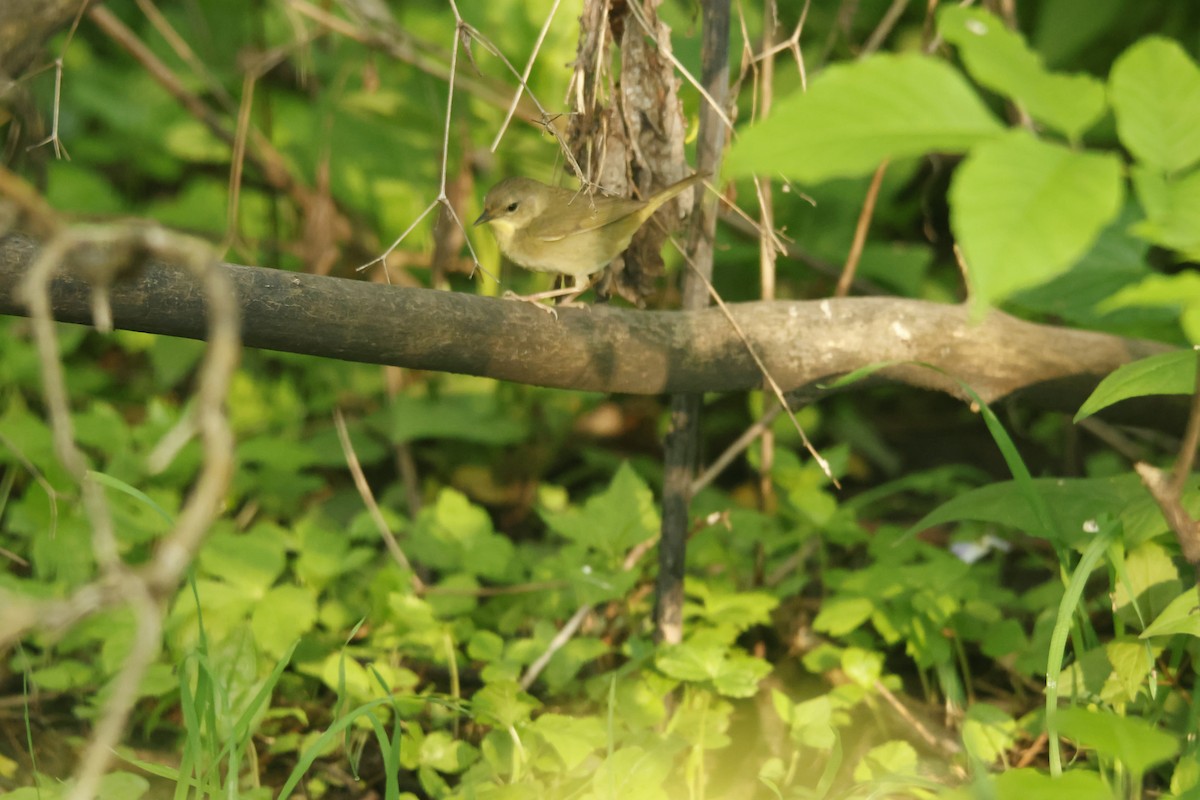 Orange-crowned Warbler - ML619144380