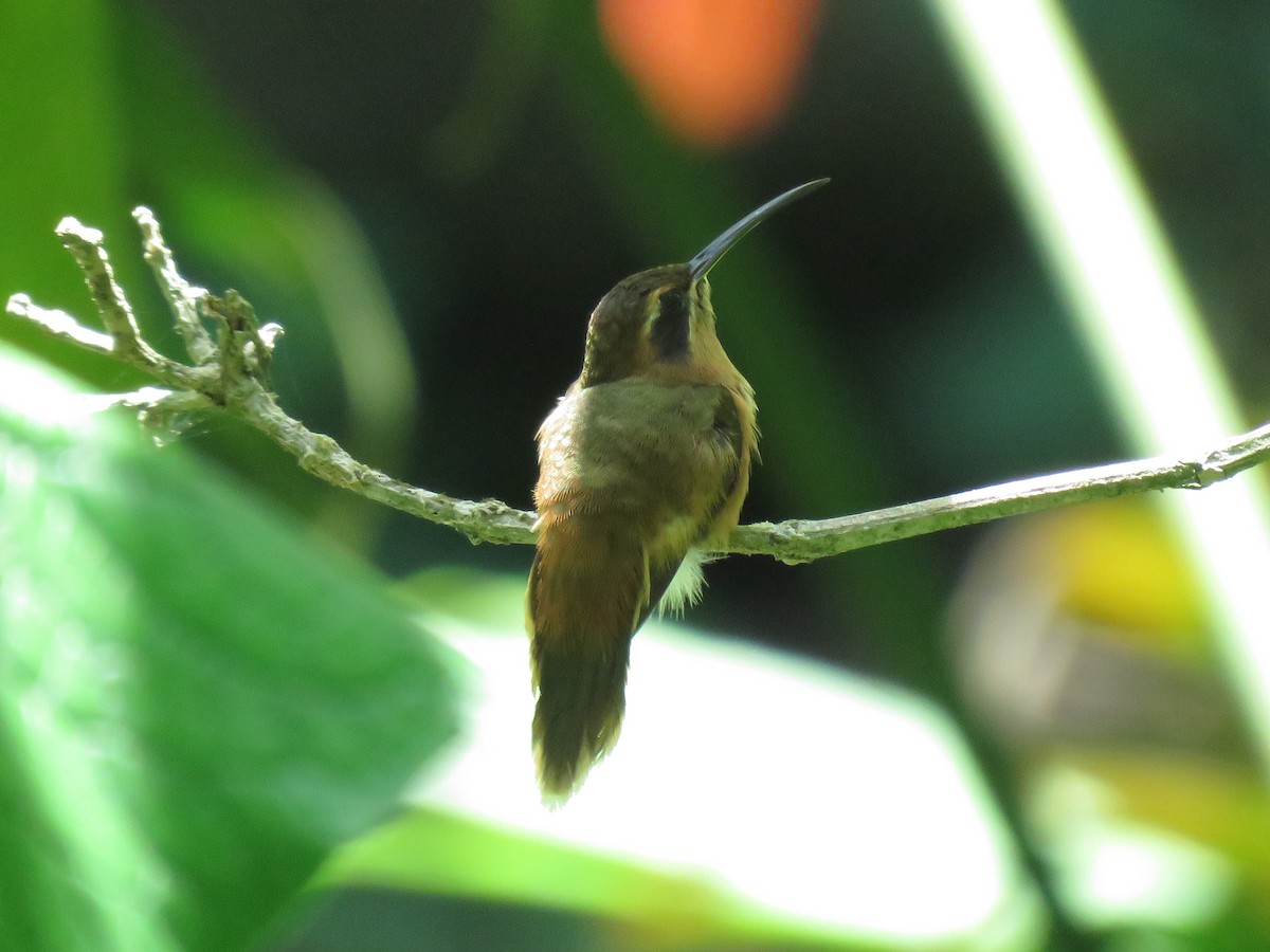 kolibřík proužkohrdlý - ML619144383