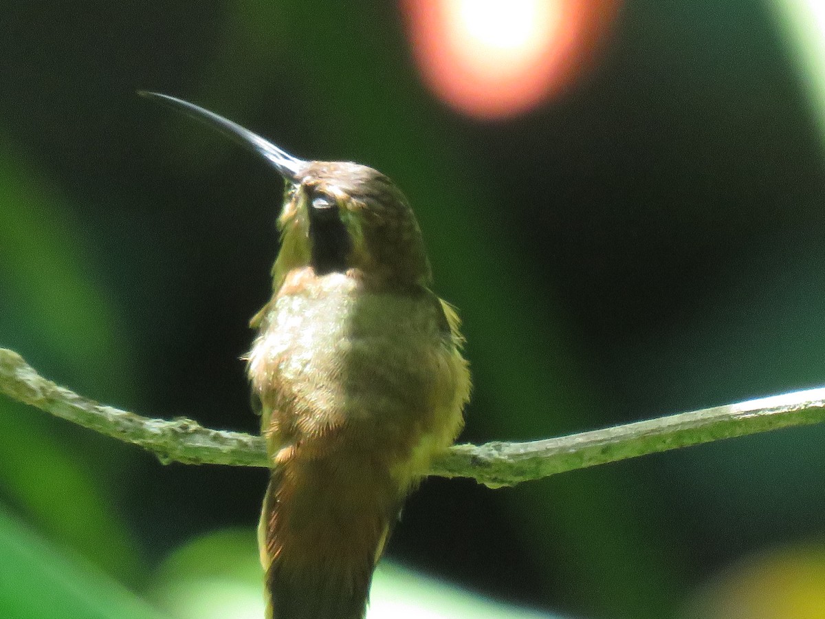 kolibřík proužkohrdlý - ML619144384