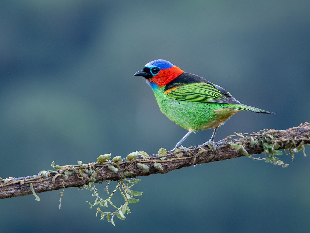 Red-necked Tanager - ML619144404