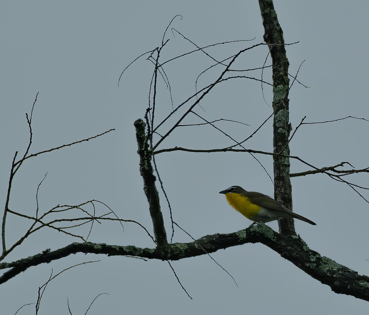 Yellow-breasted Chat - ML619144508