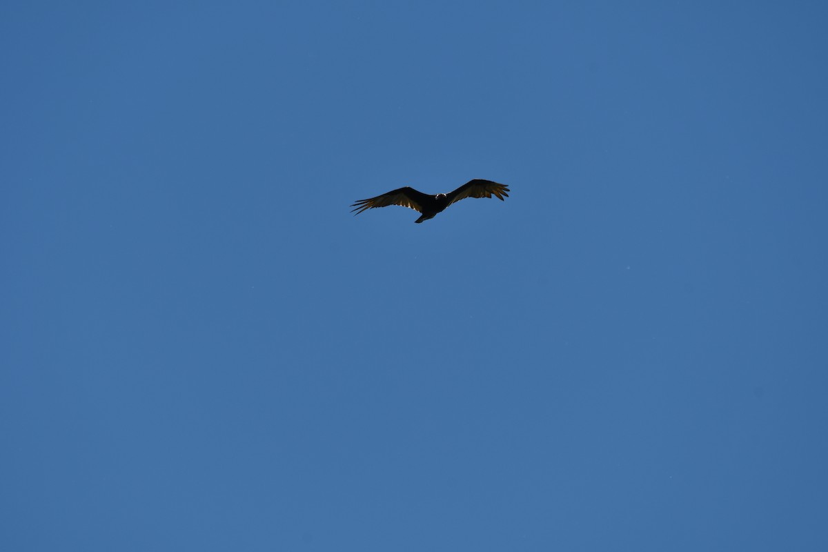 Turkey Vulture - ML619144520