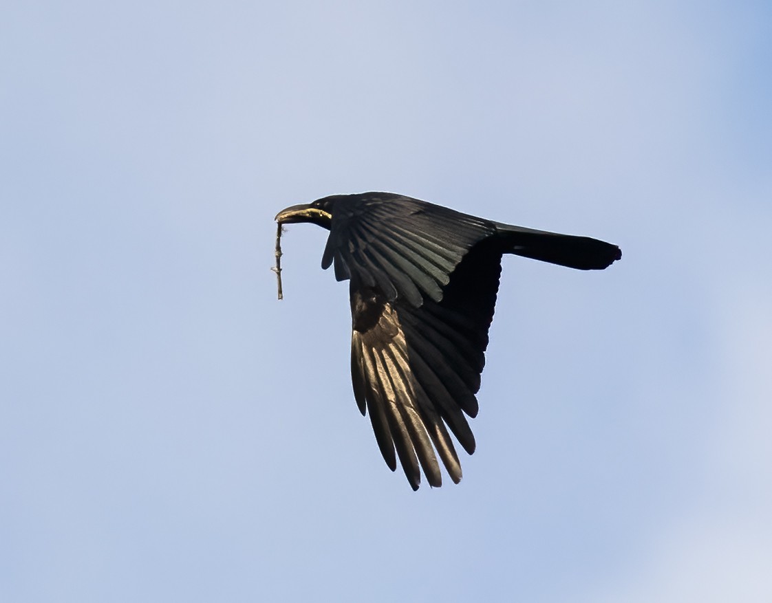 Large-billed Crow - ML619144528