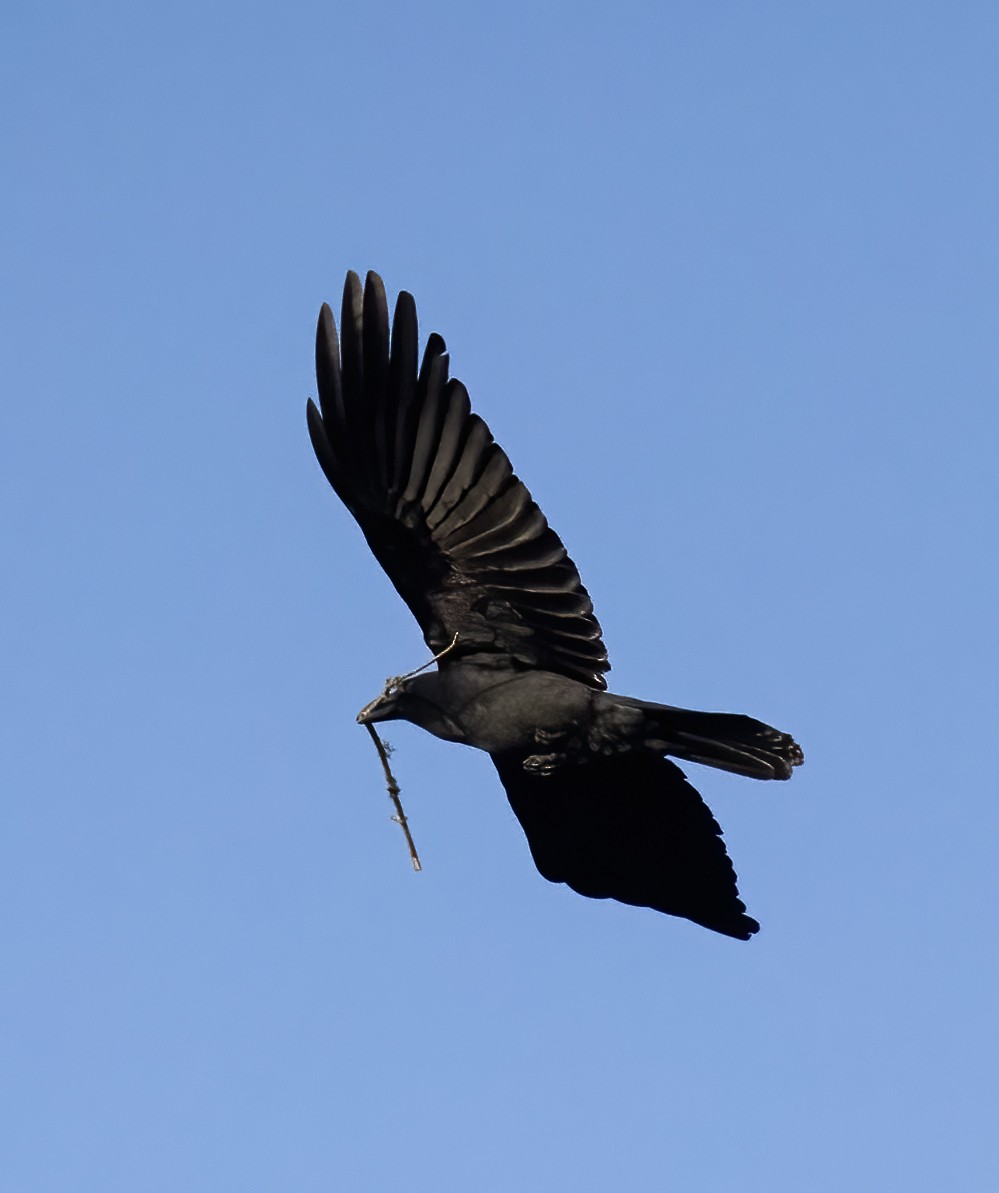 Large-billed Crow - ML619144529