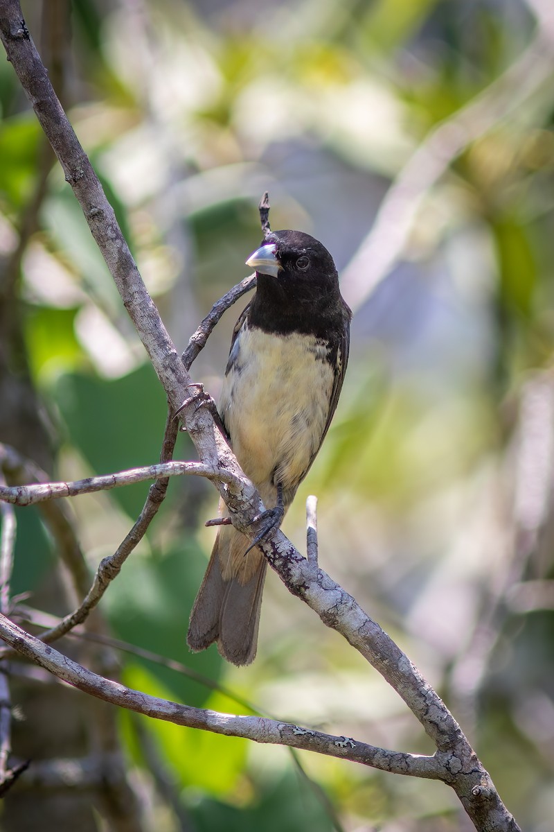 Yellow-bellied Seedeater - ML619144543